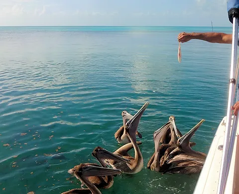 Hungry Pelicans