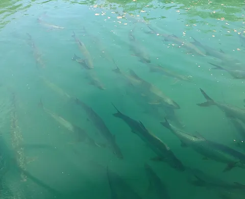 Tarpon Spotting and Feeding